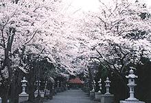 富士御室浅間神社　参道